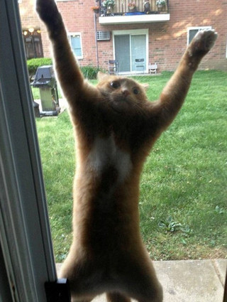 gatompelades6