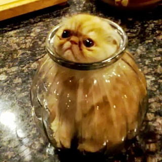 gatompelades8