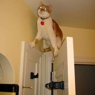 gatompelades9