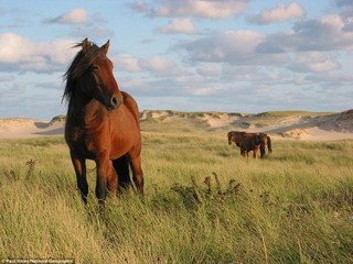nationaskdal10 nationaskdal10