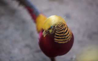 pheasant2