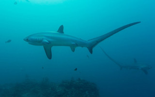 sharkMalapascua8