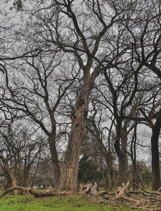 CottonwoodTree CottonwoodTree