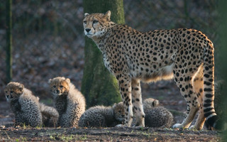 cheetah1