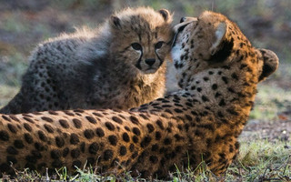cheetah6