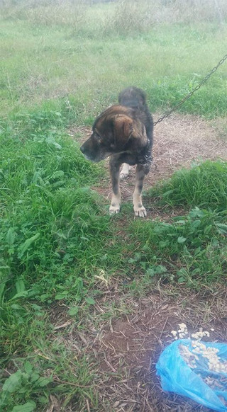 doggie