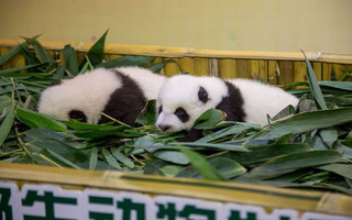 panda02