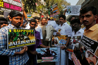 2017-01-21T093202Z_905100473_RC1BFEF76C90_RTRMADP_3_INDIA-BULLTAMING-PROTESTS