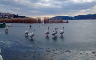 kastoria2