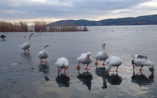 kastoria3