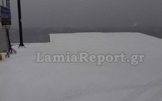 lamiaxionia2
