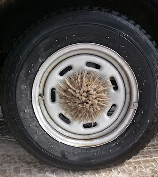pgxcioautok9 pgxcioautok9