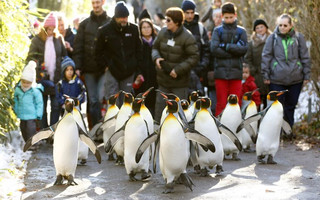 Ξεπάγιασαν ακόμα και οι… πιγκουίνοι στον Καναδά