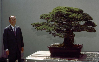bonsai1 bonsai1