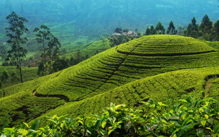 tea trails_edited