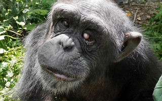 Η σπαρακτική ιστορία του χιμπατζή με το «Σύνδρομο Down»