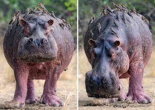 hippo2