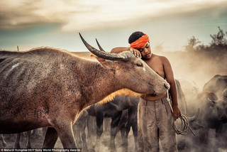 photographyawards12 photographyawards12