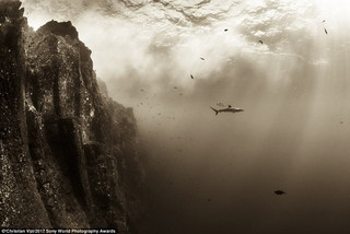 photographyawards7 photographyawards7