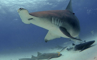sharks9