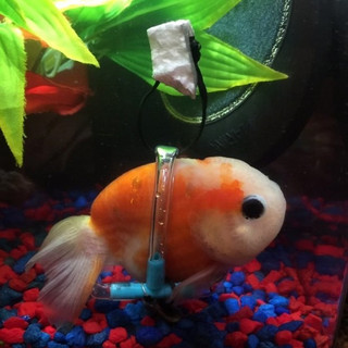 xrpsaraki2 xrpsaraki2