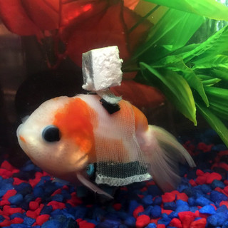 xrpsaraki6 xrpsaraki6