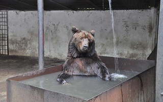 animals2