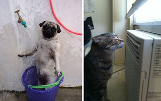 animals3