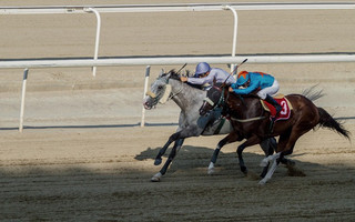 HorseRaces3