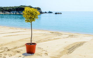 ΚΑΛΑΜΙΤΣΙ ΧΑΛΚΙΔΙΚΗ