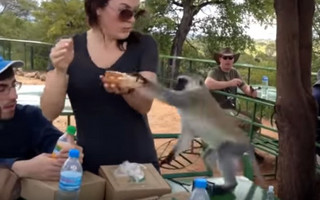 Μαϊμούδες-κλέφτες που ξεγελούν στο δευτερόλεπτο