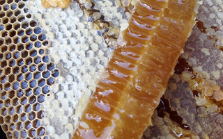 «Στάζει μέλι… Αρναίας» η Ευρώπη