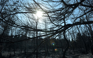 «Ένα δάσος μετά από πυρκαγιά είναι καμένο αλλά δεν είναι νεκρό»
