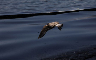 «Η ρύπανση της θάλασσας και των ακτών με μαζούτ θα εξακολουθεί να έχει επιπτώσεις»