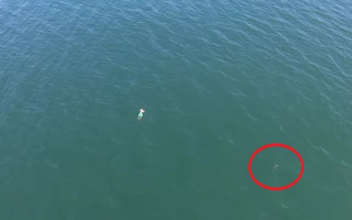 Έπεσε στη θάλασσα για να γλιτώσει από την αστυνομία και βρέθηκε διπλά σε καρχαρία