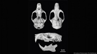 rat3