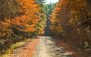 shutterstock161106317 shutterstock161106317