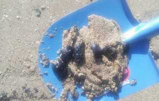 Κομμάτια μαζούτ στις παραλίες της Σαρωνίδας
