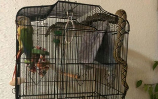 Πύθωνας επιχείρησε να φάει παπαγάλο μέσα σε κλουβί