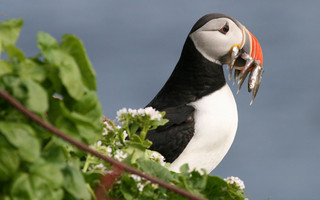 COSMOTETVBBCEarthBluePlanet3