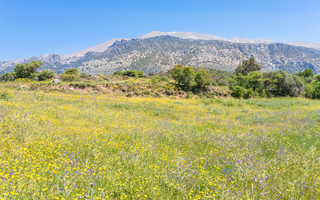 ΨΗΛΟΡΕΙΤΗΣ