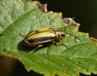 xanthogaleruca