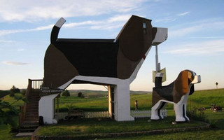 dog4