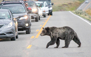 Πώς μπορεί να περάσει μια αρκούδα τον δρόμο;