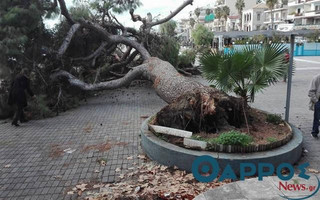 Έπεσε υπεραιωνόβιο δέντρο στο λιμάνι της Καλαμάτας