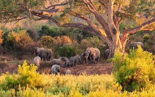 Εθνικό Πάρκο Κρούγκερ Νότια Αφρική