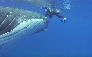 Φάλαινα προστάτευσε δύτη από τα δόντια καρχαρία