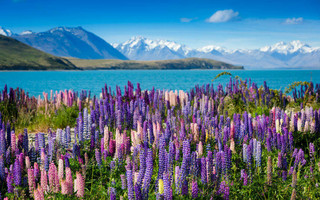 LakeTekapo_shutterstock_155246192_ok