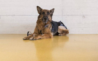 epa06560704 The German shepherd dog Rapunzel poses for the photographer in a veterinary hospital  in Zurich, Switzerland, 24 February 2018. Rapunzel was missing in August 2017 in Frankfurt and turned up six months later near Zurich after a 400 km journey.  EPA/ENNIO LEANZA