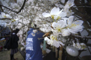 A bee flies over decorative flowers for victims of the March 11, 2011 earthquake and tsunami prior to a special memorial event in Tokyo Sunday, March 11, 2018. Japan on Sunday marked the seventh anniversary of the 2011 tsunami that killed more than 18,000 people and left a devastated coastline along the country's northeast that has still not been fully rebuilt. (AP Photo/Eugene Hoshiko)